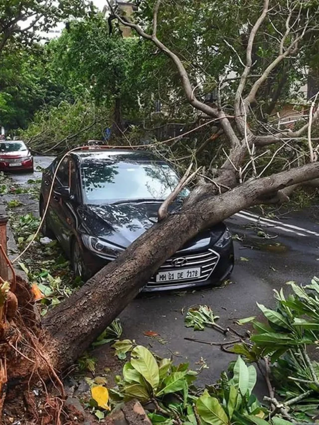 AnyConv.com__Tree-fell-on-parked-car-179722-pixahive