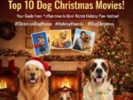 10 Heartwarming Christmas Dog Movies Ranked by IMDb